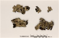 藏品(皺梅衣)的圖片